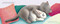 Coco and Stephen, Together Forever (How a Kitten and Bunny Became Best Friends) by Beth Stern, Margaret McNamara, Joanie Stone, 9798217123544