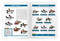 Ducks Nature Activity Book (Games & Activities) by J.M. Kavanagh, Raymond Leung, 9781583555798
