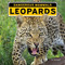 Leopards - 9781978577558 by Kim Thompson, 9781978577558