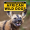 African Wild Dogs by Kim Thompson, 9781978577503