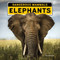 Elephants - 9781978577466 by Kim Thompson, 9781978577466