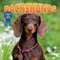 Dachshunds - 9781978576698 by Dan Lopez, 9781978576698