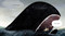 Whale, That Was Unexpected by Casey Lyall, Kathryn Durst, 9781774883617