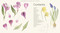 Billy Showell's Botanical Painting in Watercolour by Billy Showell, 9781844484515