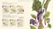 Billy Showell's Botanical Painting in Watercolour by Billy Showell, 9781844484515