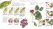 Billy Showell's Botanical Painting in Watercolour by Billy Showell, 9781844484515
