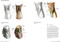 The Complete Guide to Anatomy for Artists & Illustrators by Gottfried Bammes, 9781782213581
