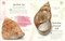 The Wild & Wonderful (Anthologies of Rocks & Minerals, Fungi, Butterflies & Moths and Shells) by DK, 9798217306022