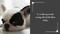 I Bark, Therefore I Am (Funny Dog Thoughts, Humor, and Photography for Dog Lovers) by Charlotte Jean, 9781685553135