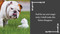 I Bark, Therefore I Am (Funny Dog Thoughts, Humor, and Photography for Dog Lovers) by Charlotte Jean, 9781685553135