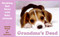 Grandma's Dead (Breaking Bad News with Baby Animals) by Amanda McCall, Ben Schwartz, 9780061673764