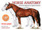 Horse Anatomy (A Pictorial Approach to Equine Structure) by Peter Goody, 9780851317694