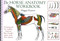 Horse Anatomy Workbook (A Learning Aid for Students Based on Peter Goody's Classic Work, Horse Anatomy) by Maggie Raynor, 9780851319056