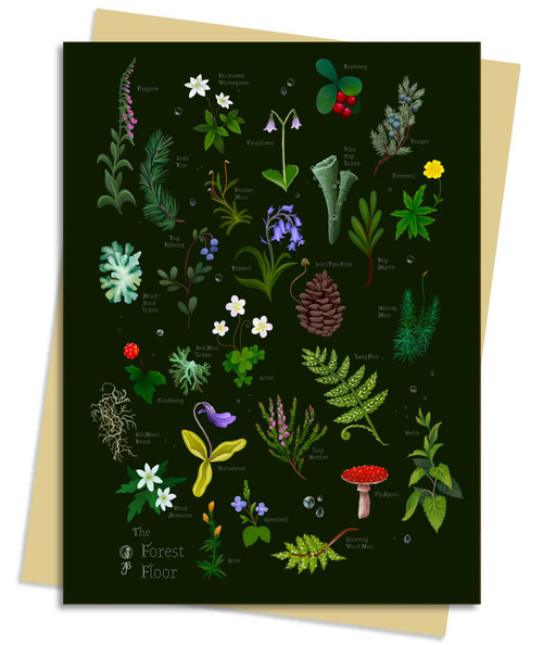 Anna Stead Forest Floor Greeting Card Pack (Pack of 6) by Flame Tree Studio, 9781835628843