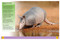 Ultimate Animal Encyclopedia (The Definitive Visual Guide) by Claudia Martin, 9781398867994