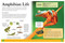 Ultimate Animal Encyclopedia (The Definitive Visual Guide) by Claudia Martin, 9781398867994