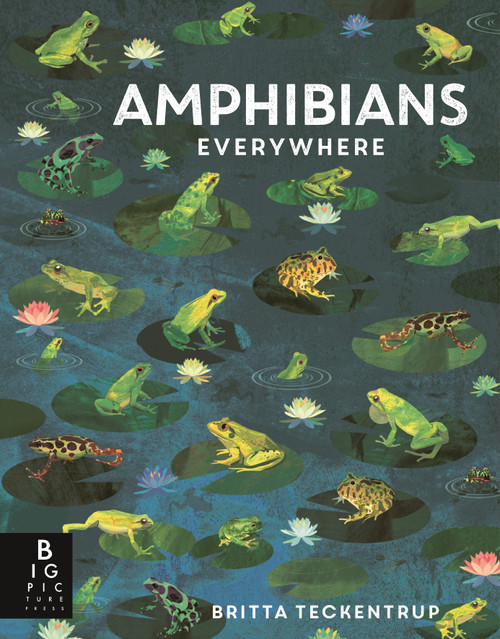 Amphibians Everywhere by Camilla de la Bedoyere, Britta Teckentrup, 9781536244120