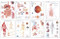 Human Anatomy Chart Pack (Wall Chart) by Scientific Publishing, 9781932922851