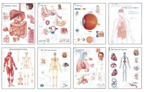 Human Anatomy Chart Pack (Wall Chart) by Scientific Publishing, 9781932922851