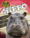 Hippo by John Lesley, 9781761402494