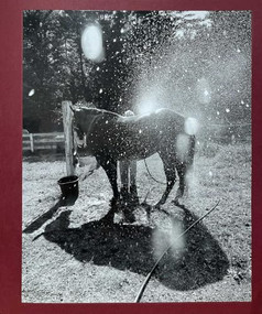 Calling the Birds Home by Cheryle St. Onge, 9791280978257