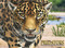 Predators (The World's Deadliest Animals) by Paula Hammond, 9781782749738
