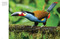 Tropical Birds by Tom Jackson, 9781838861964