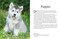 Dogs (A Celebration of our Canine Friends) - 9781838862589 by Tom Jackson