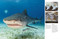 Sharks and Underwater Predators by Tom Jackson, 9781838863449