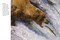 Bears - 9781838863586 by Tom Jackson