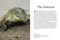 Crocodiles, Alligators & Lizards (From Black Caimans to Komodo Dragons) by David Alderton, 9781838866051