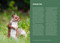 Wildlife of the Southeast (A Timber Press Field Guide) by Sam Giovanetti, 9781643263953