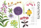 Your Flower Year (Blooms to Grow and Enjoy Every Month of the Year) by DK, Clover Robin, 9798217312221