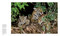 Big Cats - 9781426224171 by Steve Winter, Sharon Guynup
