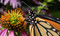 Monarchs by Jaime Rojo, 9781426225390