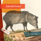 Javelinas by Melissa Gish, 9798896801993