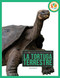 La tortuga terrestre (Spanish Edition) by Pamela Dell, 9798896802730