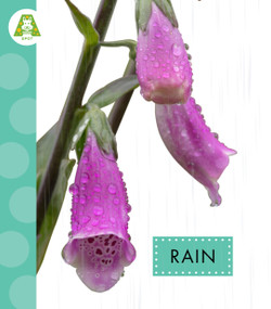 Rain - 9798896852520 by Anastasia Suen, 9798896852520