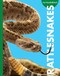 Curious about Rattlesnakes by Rachel Grack, 9798896852742