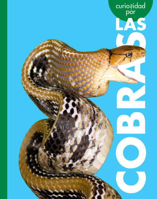 Curiosidad por las cobras (Spanish Edition) by Rachel Grack, 9798896855064