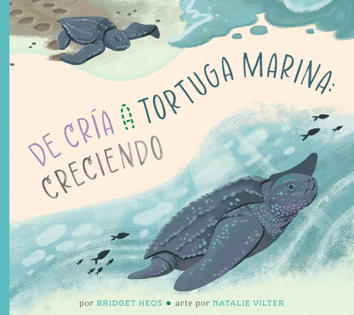 De la cría a la tortuga marina: creciendo by Bridget Heos, Natalie Vilter, 9798896855217