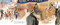 Antonia and Her Magic Wand (The Extraordinary Story of Antonia Brico, Symphony Conductor) - 9780593813928 by Elizabeth Duncan, Victoria Tentler-Krylov