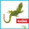 Geckos - 9798896624882 by Genevieve Nilsen