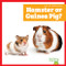 Hamster or Guinea Pig? by Becca Becker, 9798896625667
