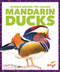 Mandarin Ducks - 9798896625520 by Alicia Z. Klepeis
