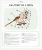 Bird Anatomy Posters (28 Pull-Out Prints That Celebrate the World's Feathered Creatures) by Julia Rothman, 9798897080748