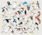 Bird Anatomy Posters (28 Pull-Out Prints That Celebrate the World's Feathered Creatures) by Julia Rothman, 9798897080748
