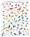 Bird Anatomy Posters (28 Pull-Out Prints That Celebrate the World's Feathered Creatures) by Julia Rothman, 9798897080748