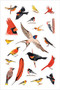 Bird Anatomy Sticker Book (A Julia Rothman Creation; More Than 600 Stickers) by Julia Rothman, 9798897080762