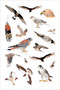 Bird Anatomy Sticker Book (A Julia Rothman Creation; More Than 600 Stickers) by Julia Rothman, 9798897080762